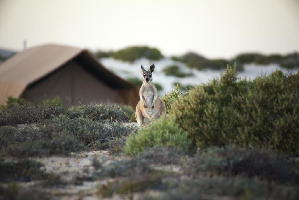 Hotel Sal Salis Ningaloo Reef Exmouth Exterior foto