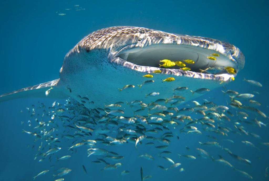 Hotel Sal Salis Ningaloo Reef Exmouth Exterior foto